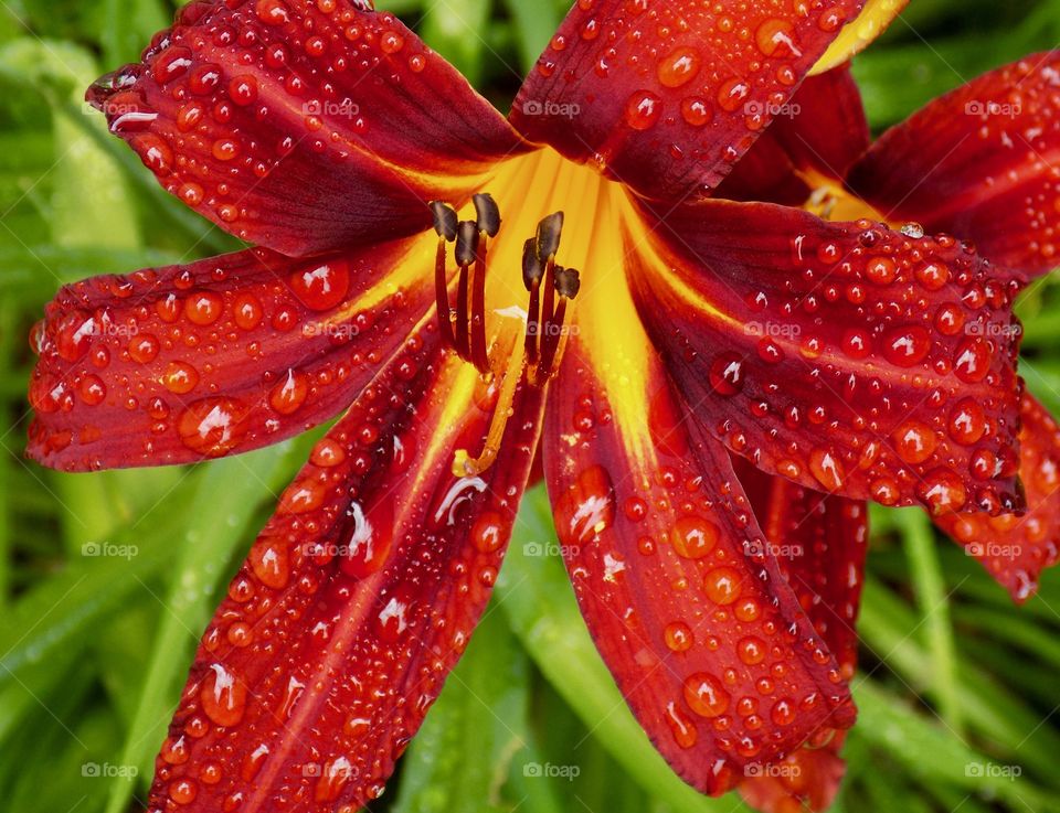 Summer lily  after the rain
