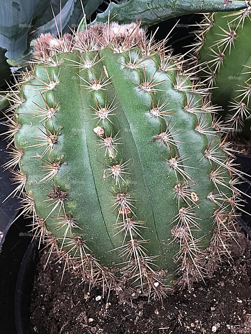 Plant life may be as short as a few weeks or months, but they go through distinct changes as they grow just as people do