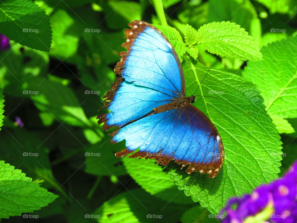 Butterfly in garden