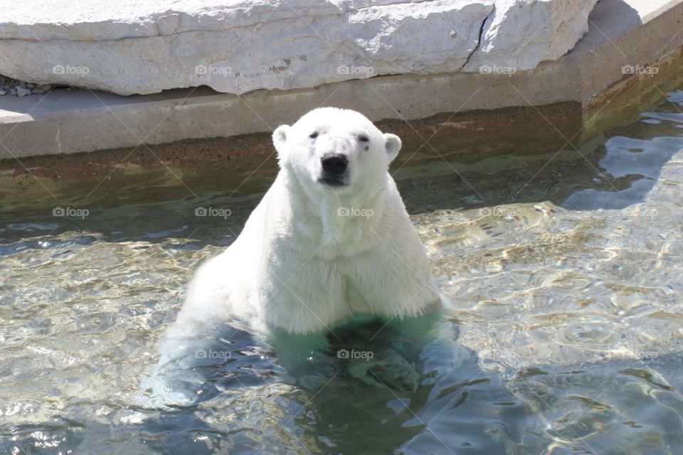 Polar bear looking at camera