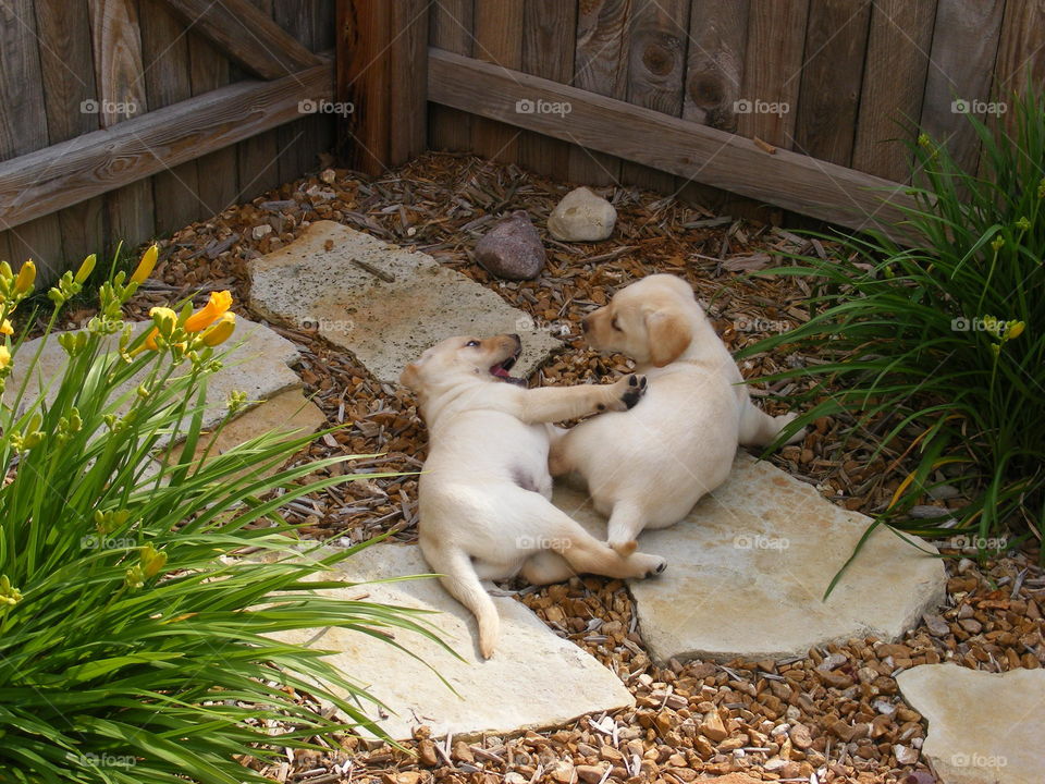 Yellow Labrador retriever puppies playing together.