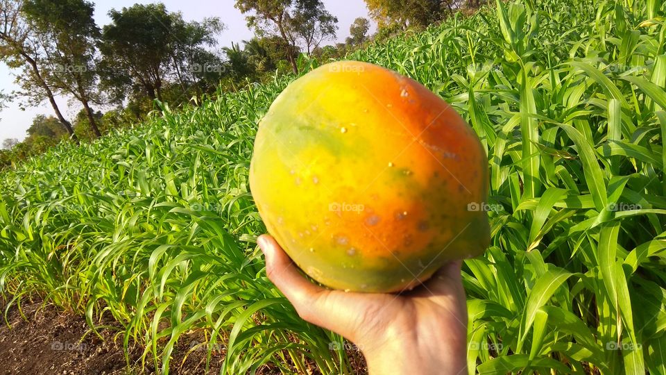 jauicy papaya