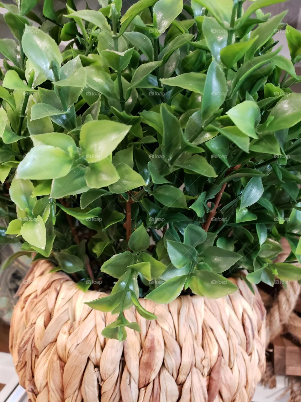 plant