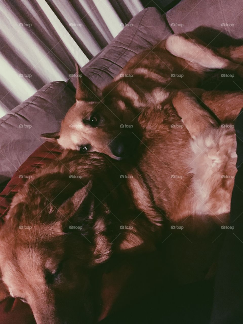 puppy snuggin lovin