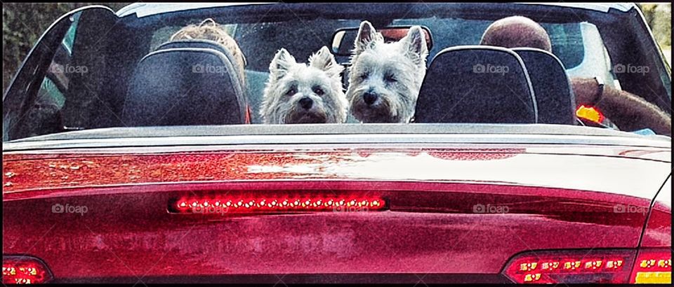 Dogs. Dogs in car 