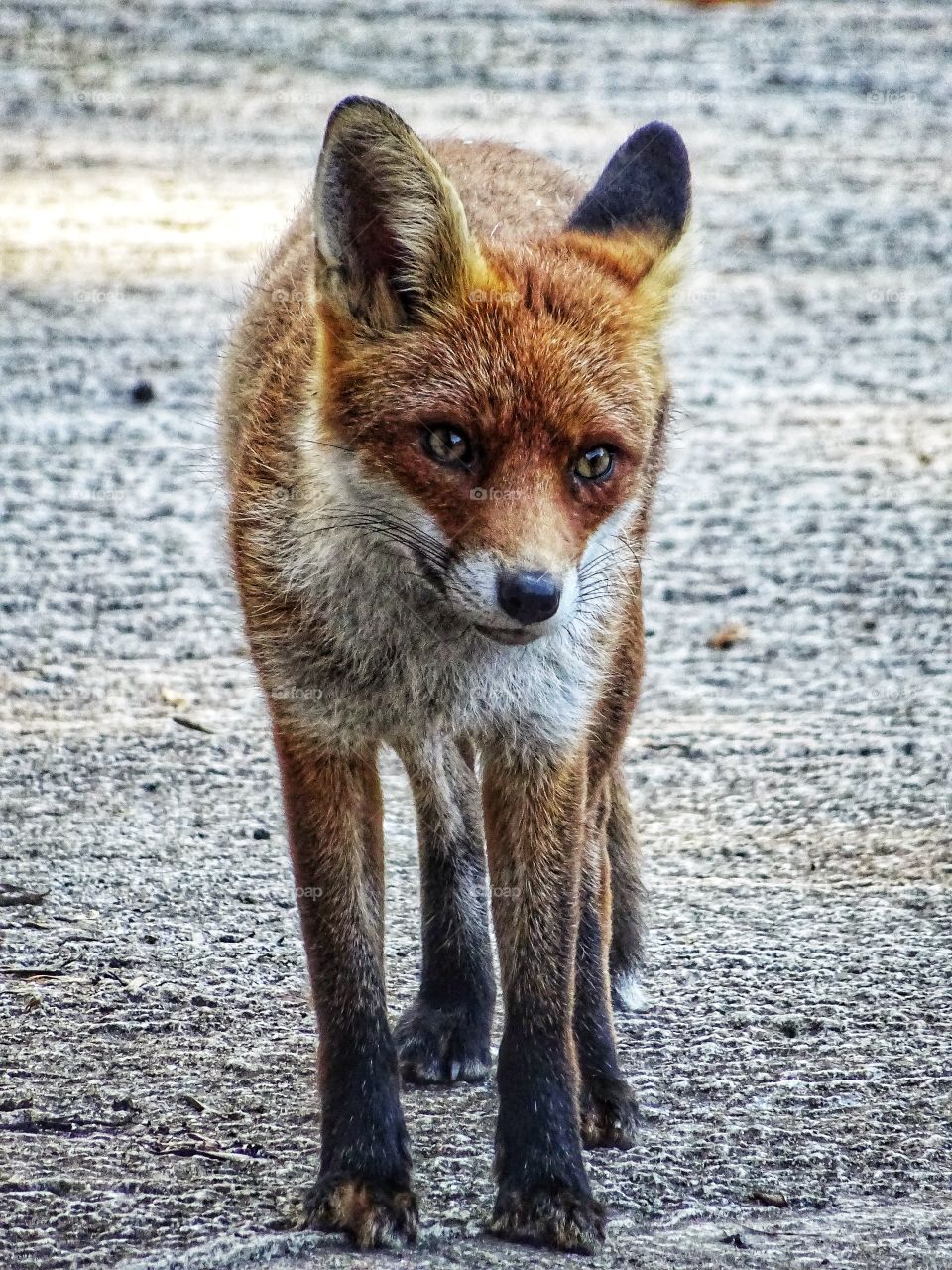 Staring fox