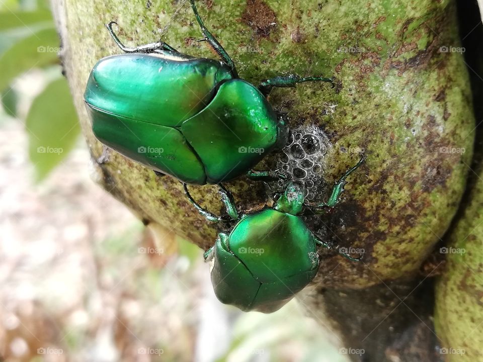 Escarabos verdes buscando fuente de hidratacion, al parecer la encontraron el la guanabana