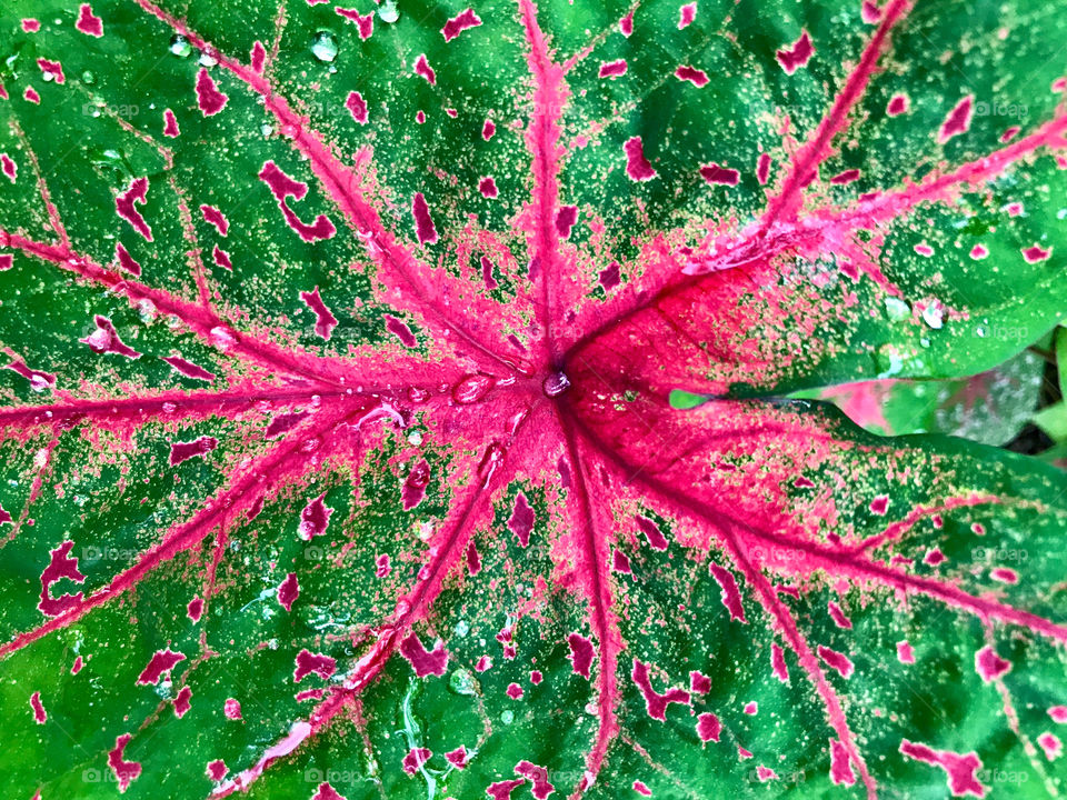 leaf of Caladium bicolor, plant that grows in our garden during autumn and winter