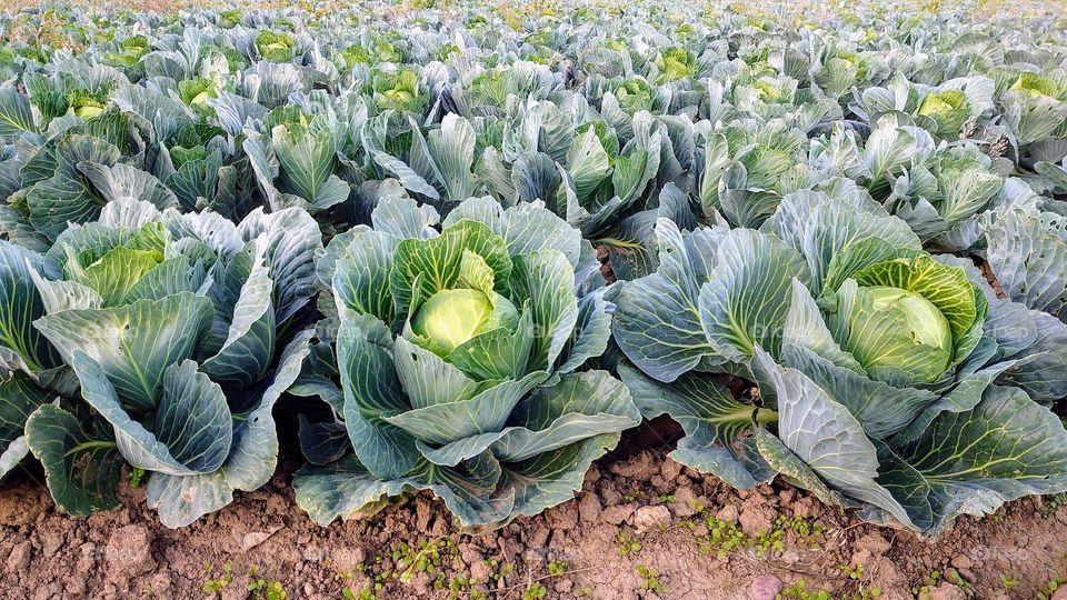 Farm 🌱🥬 Cabbage 🥬🌱 Plants 🌱🥬