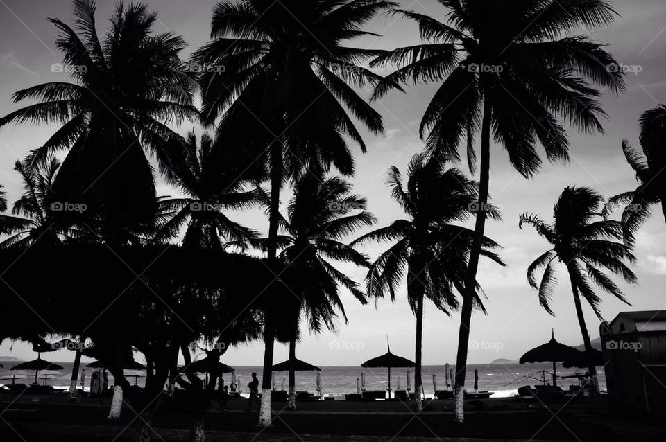 Trees near beach