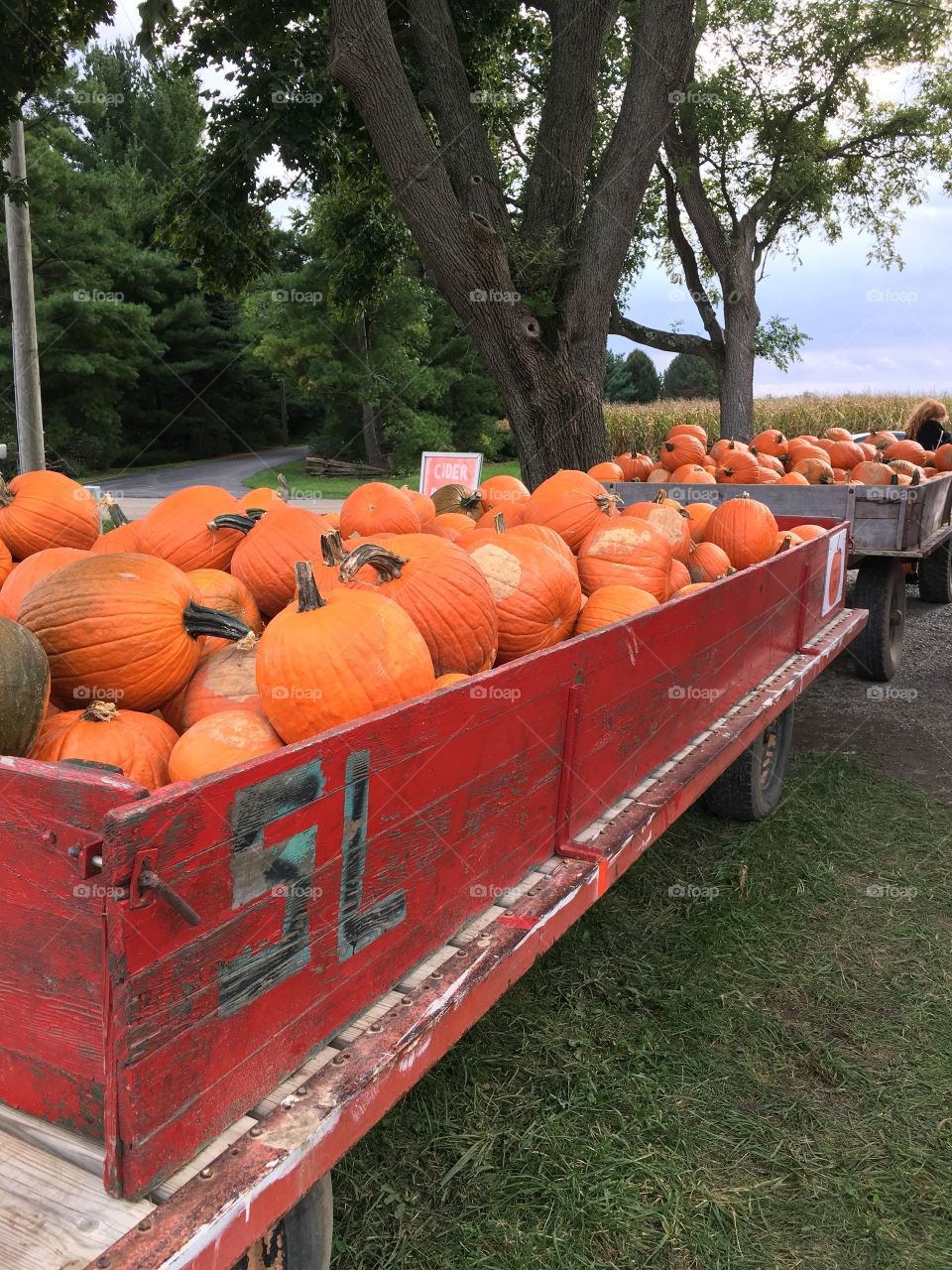 Pumpkins in a wagon in Ohio. Fall is here!