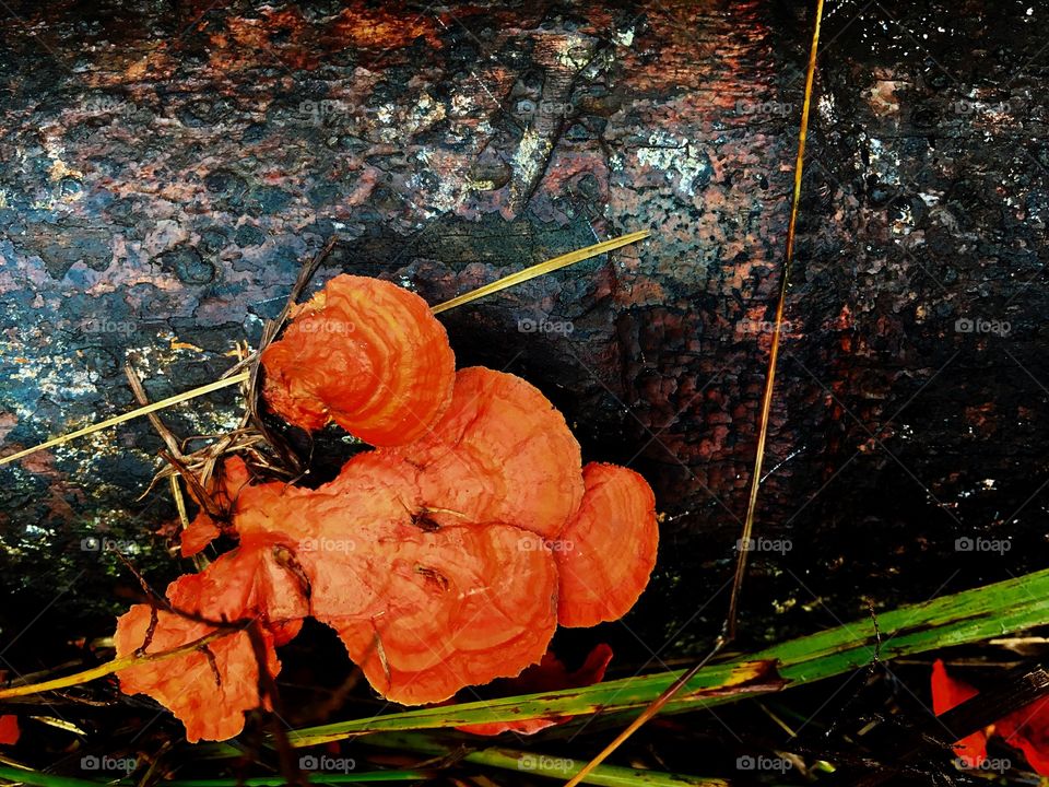 Fungus on a dead log