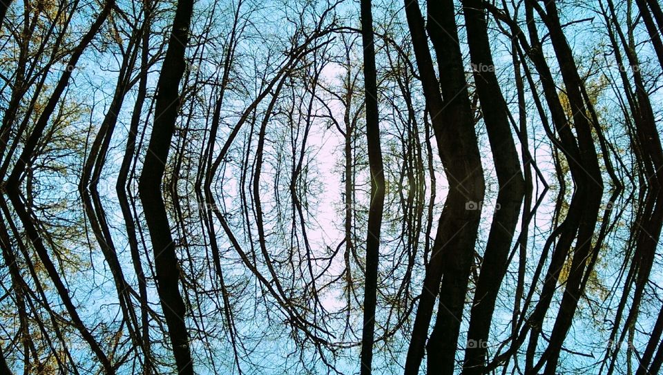 mirror reflection. nature