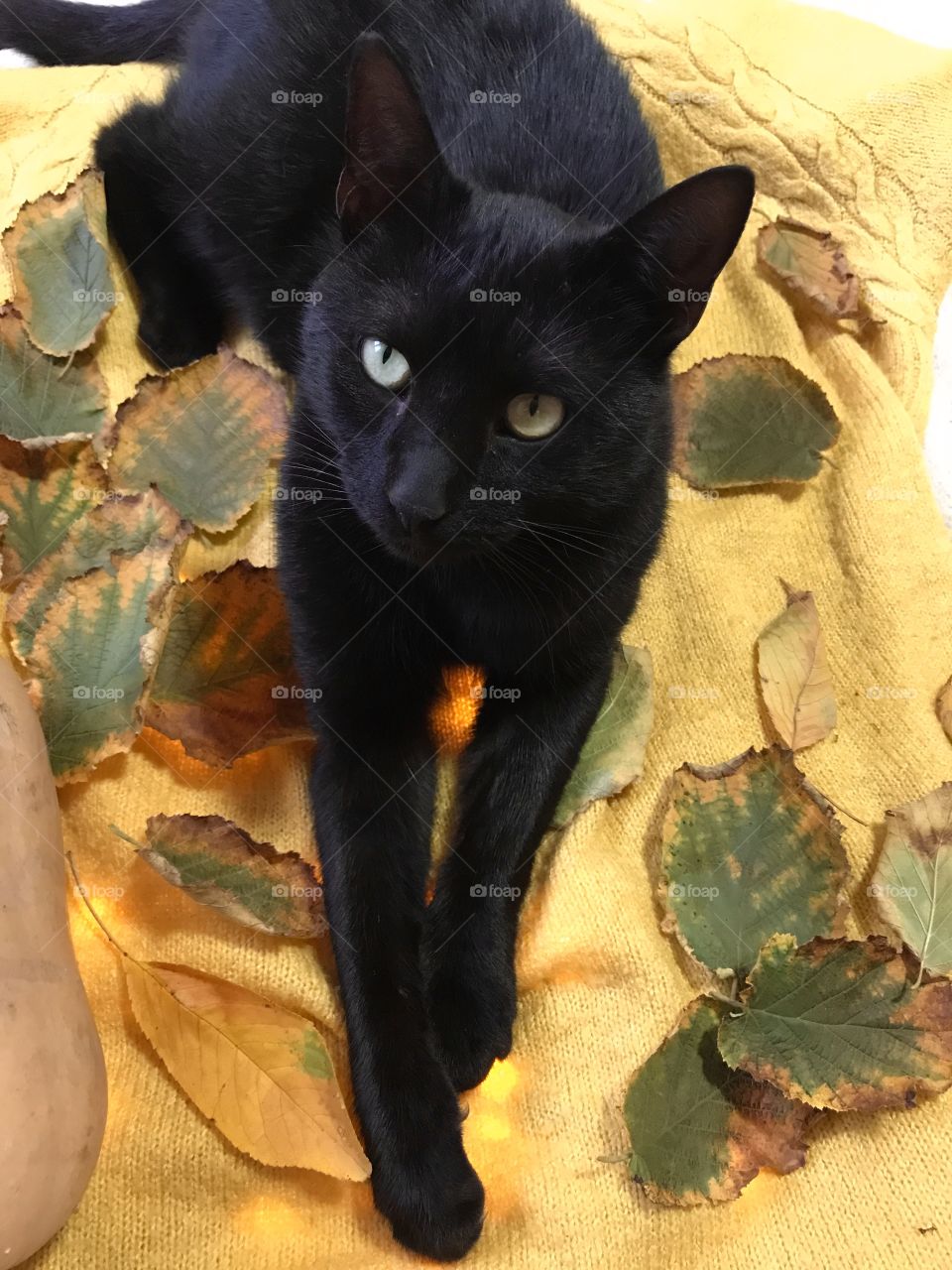 Black cat and leaves around the cat on the blanket.