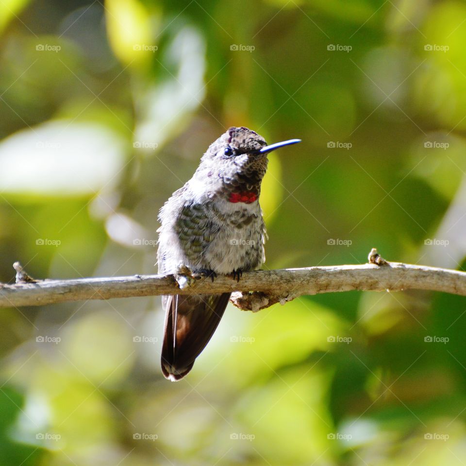 Hummingbird perched on a branch in a community garden
