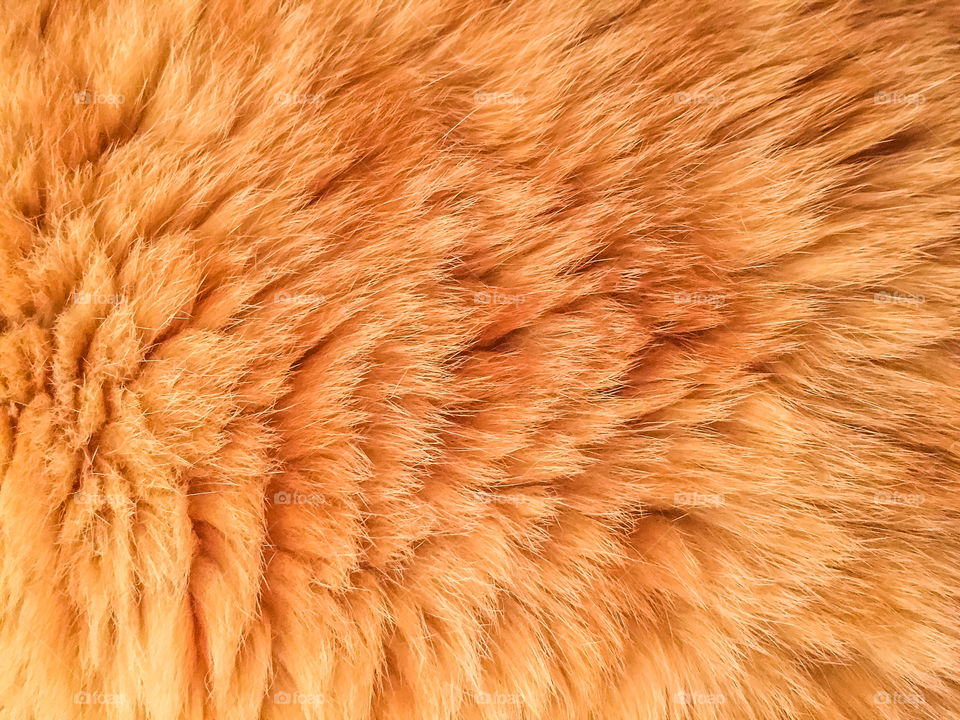 Fur, Desktop, Texture, No Person, Pattern