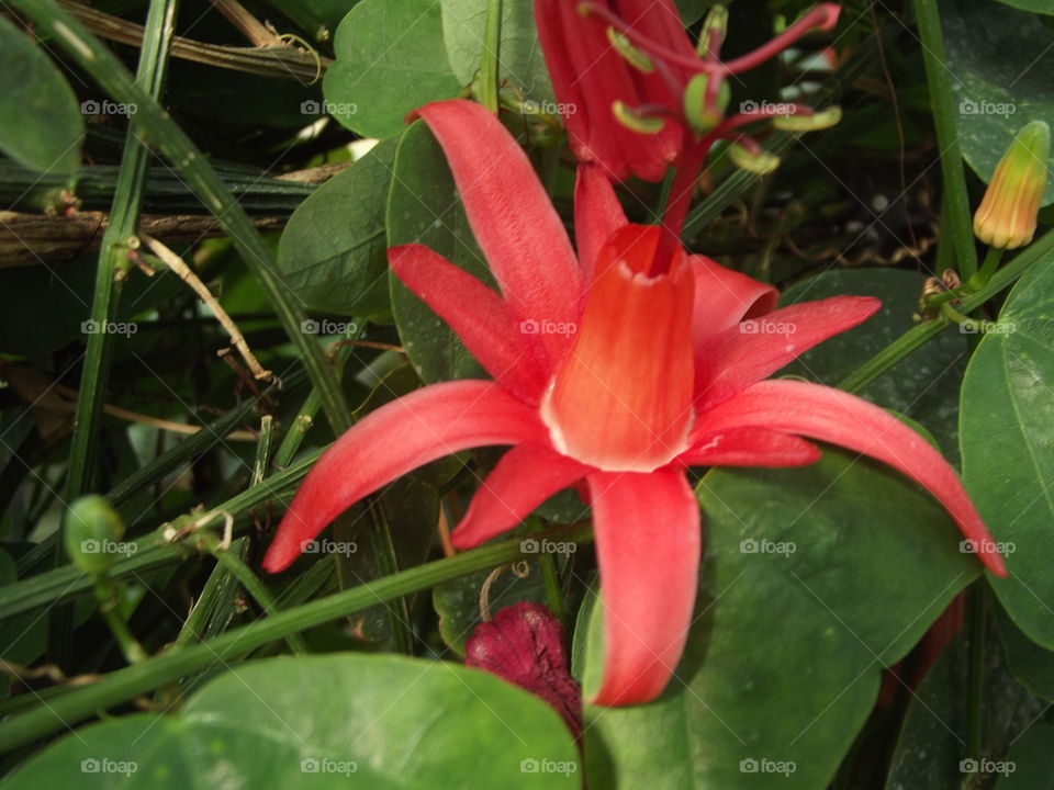 Red Exotic Flower