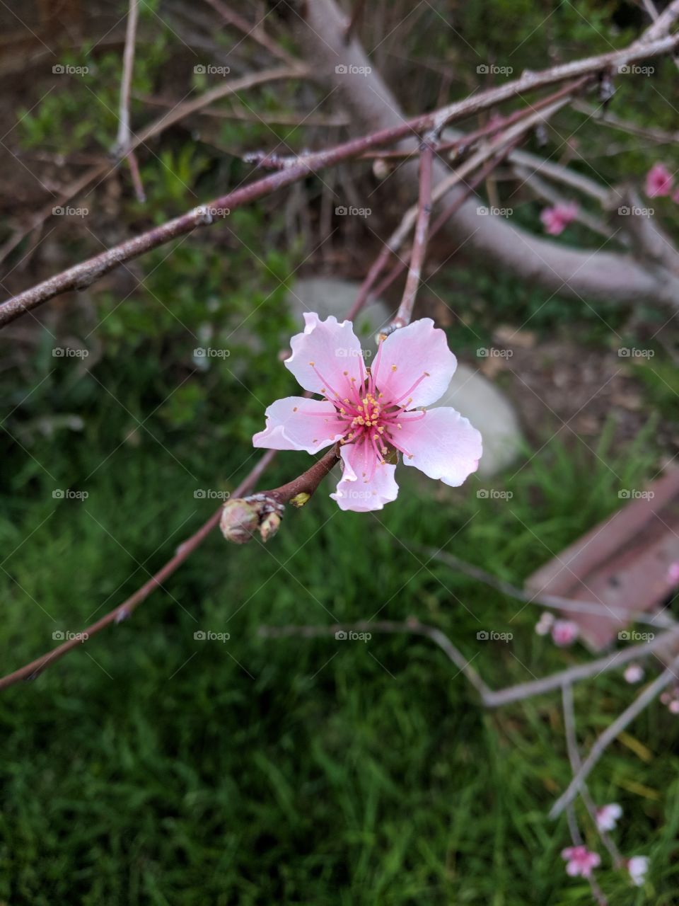 blossom