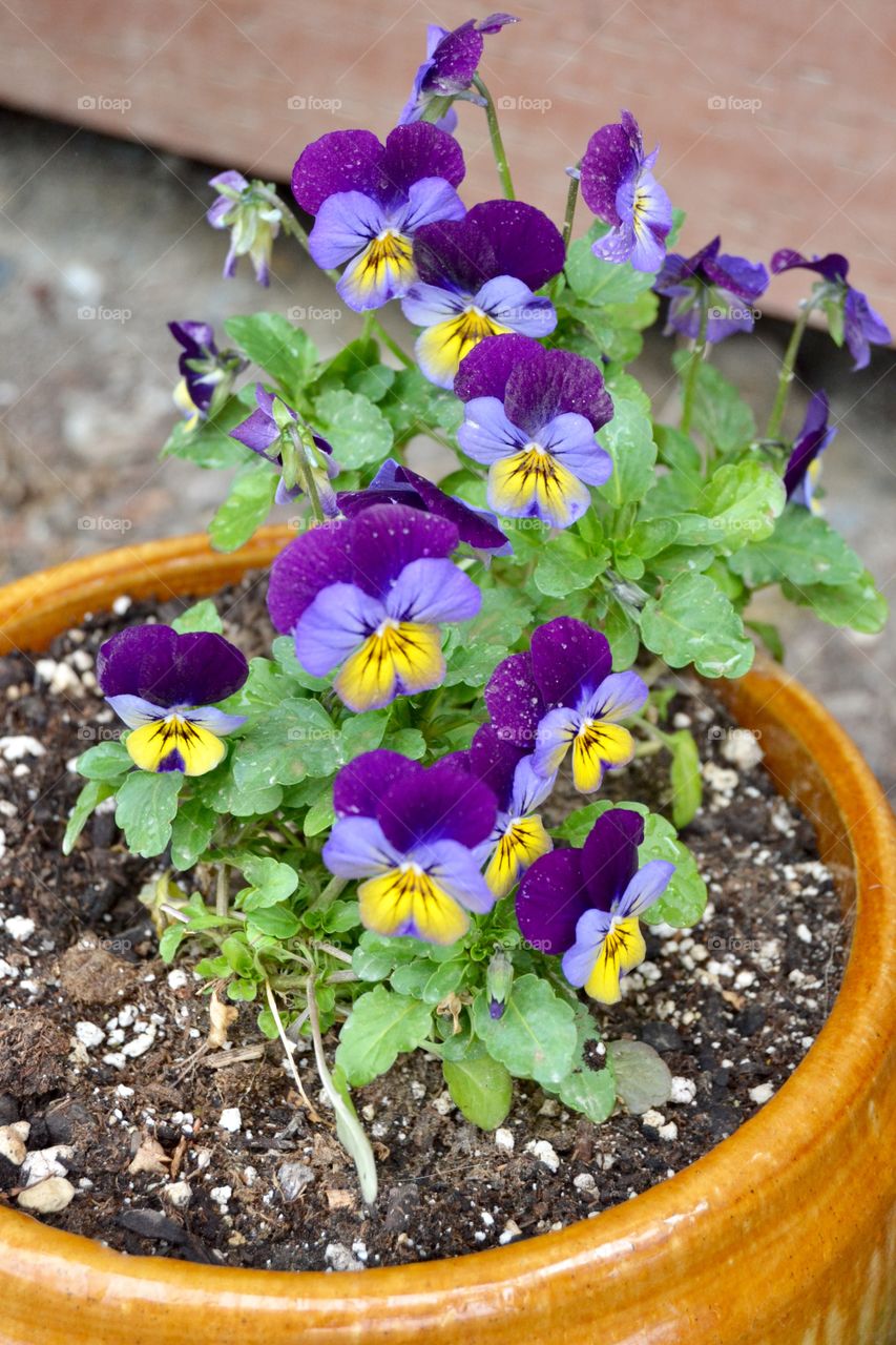 Spring Violas