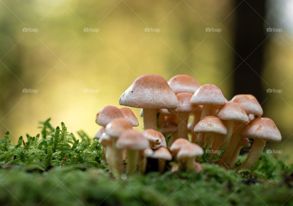 Closeup or macro of small mushrooms in forest 