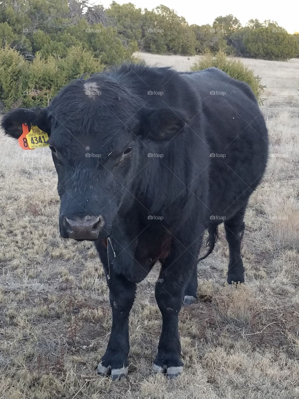 tagged Angus bull