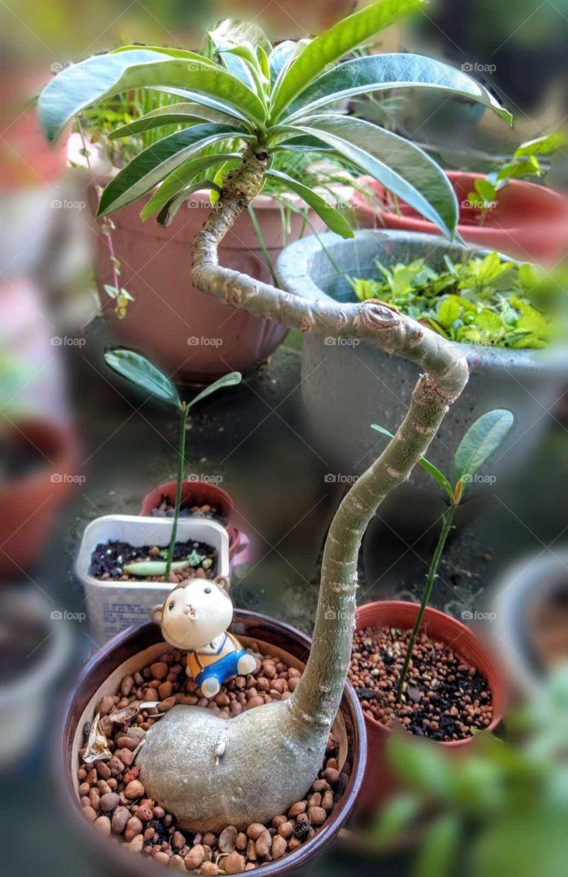 Hobby time!: take care of little bonsai and enjoy. when you were a little boy(or girl), your vision were small, but you grow up slowly slowly, your vision will become deeper, wider and further.