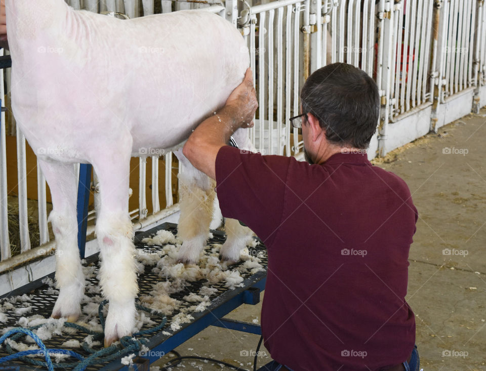 Shearing a sheep at the state/ county fair