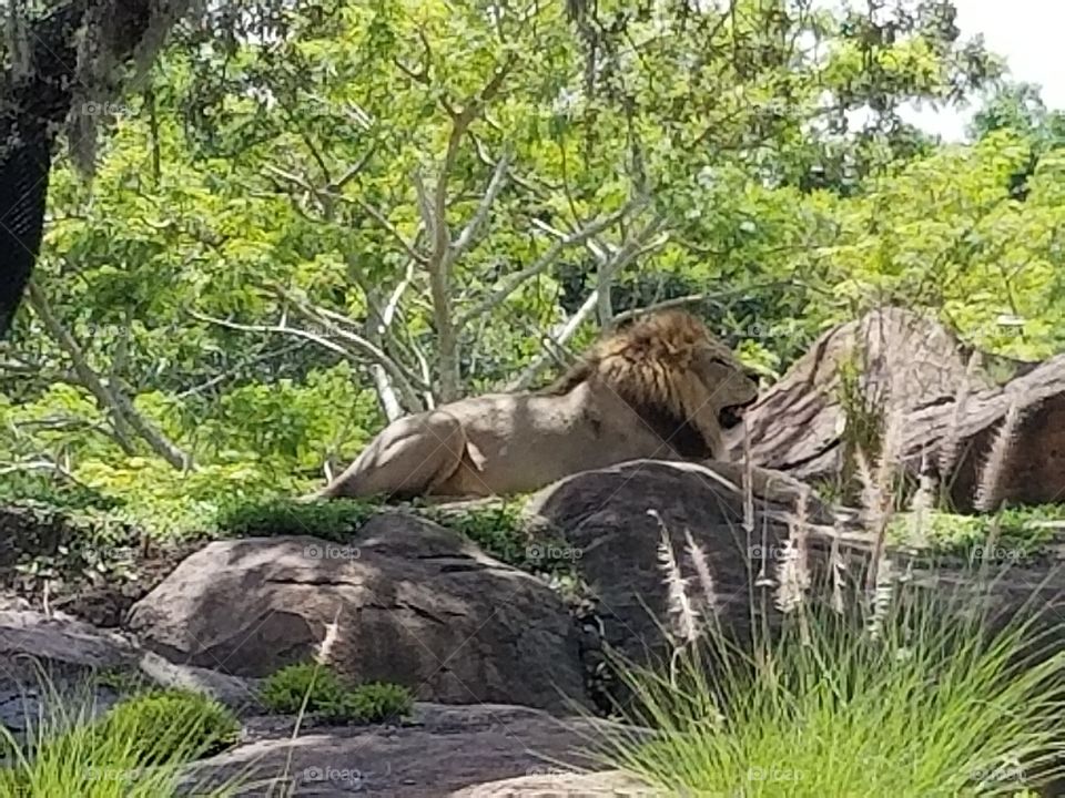 A regal lion watches over his pride.