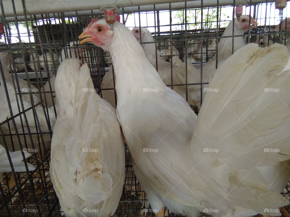 commercial layer birds