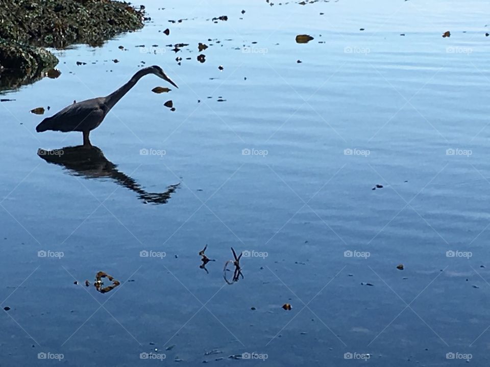 Heron in the water