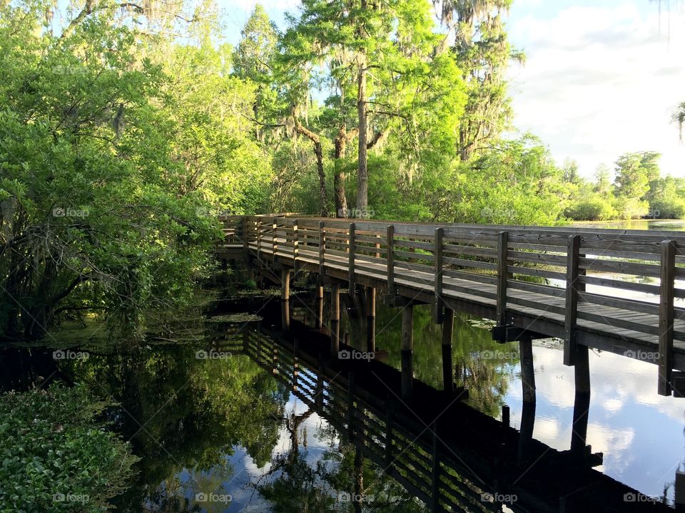Bridge, Water, Wood, Nature, Tree