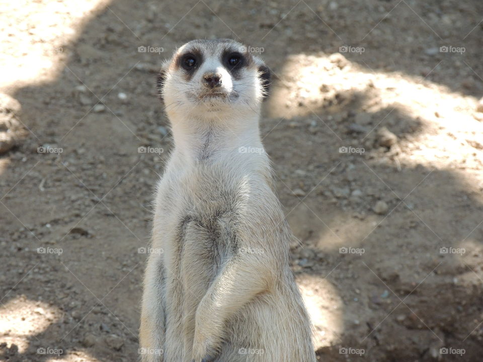 Meerkat 