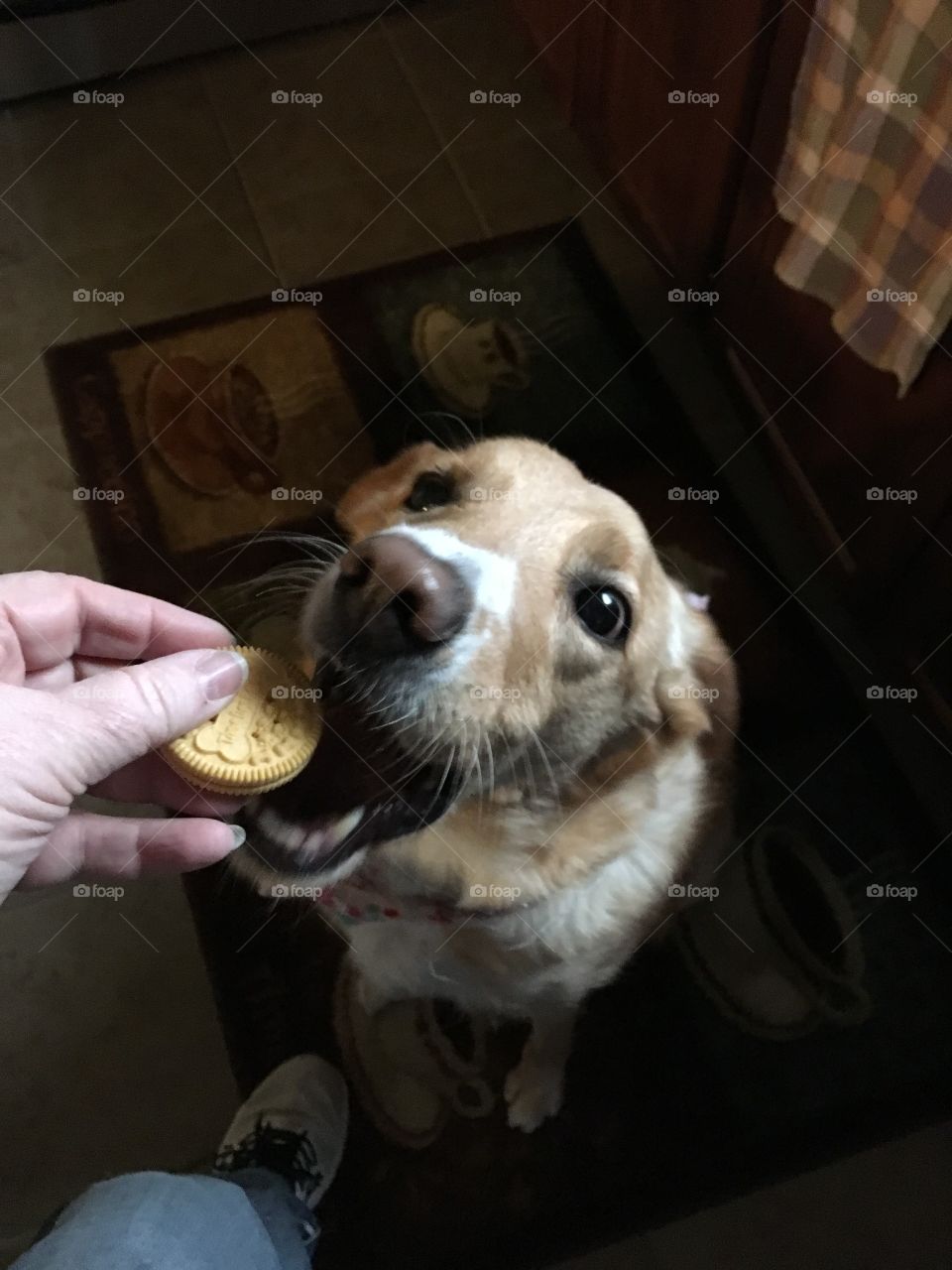 Yes, I would like cookie!!! 