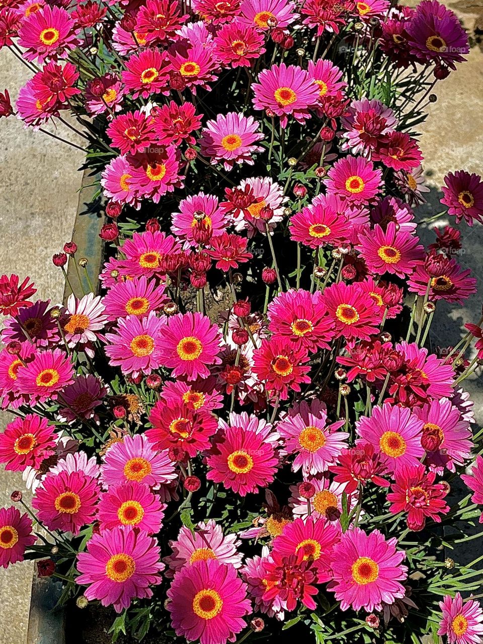 Pink Daisies