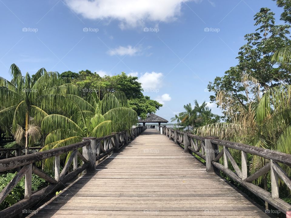 Wooden pathway to the river surrounded by trees