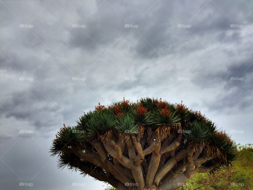 Looking Up at Sky. Beautiful sky and garden 