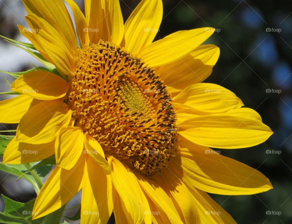 Bright yellow sunflower on a sunny day