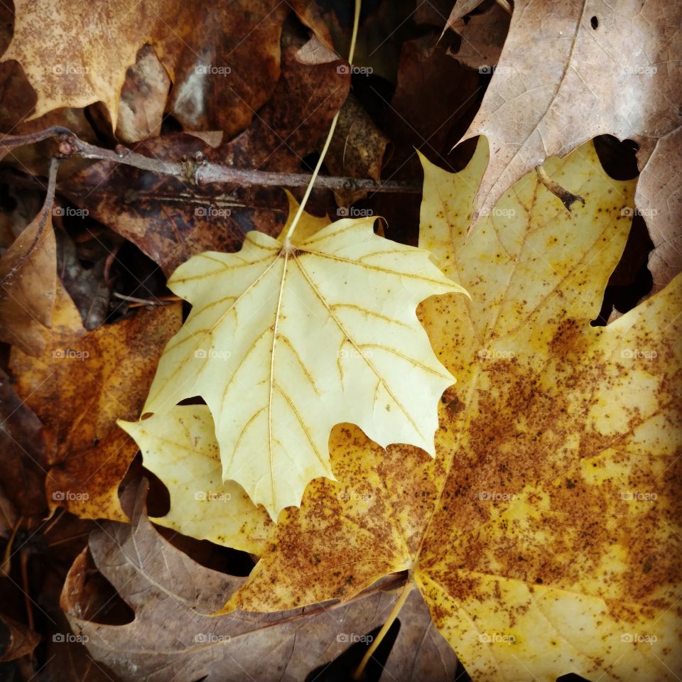 fallen leaves