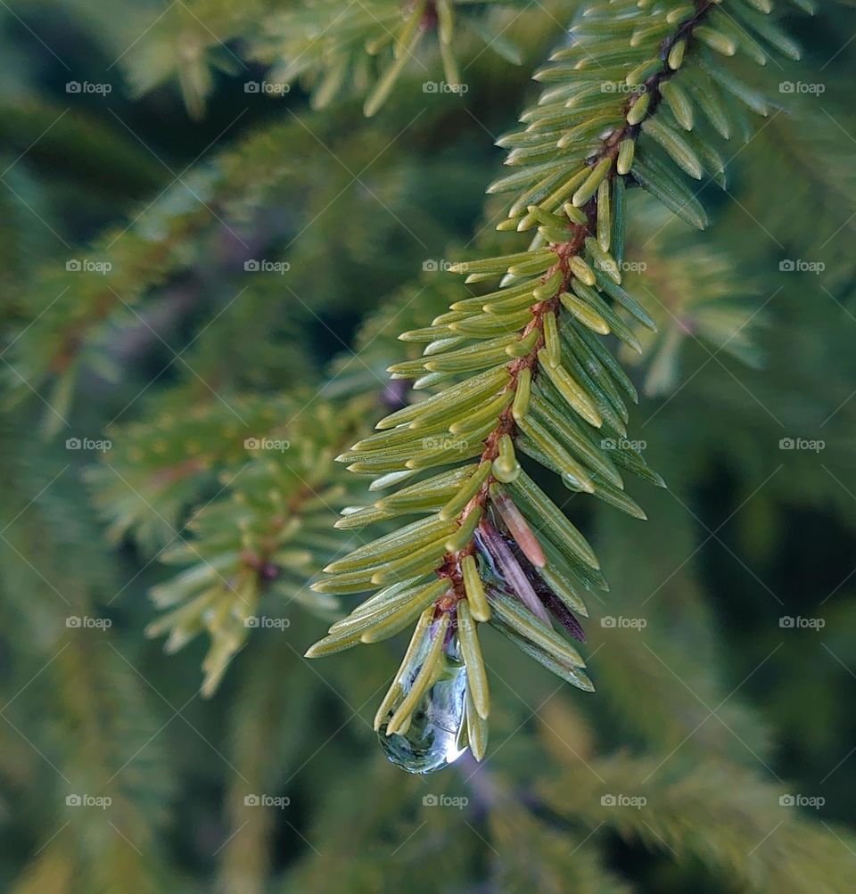 A branch of pine needles 🌲