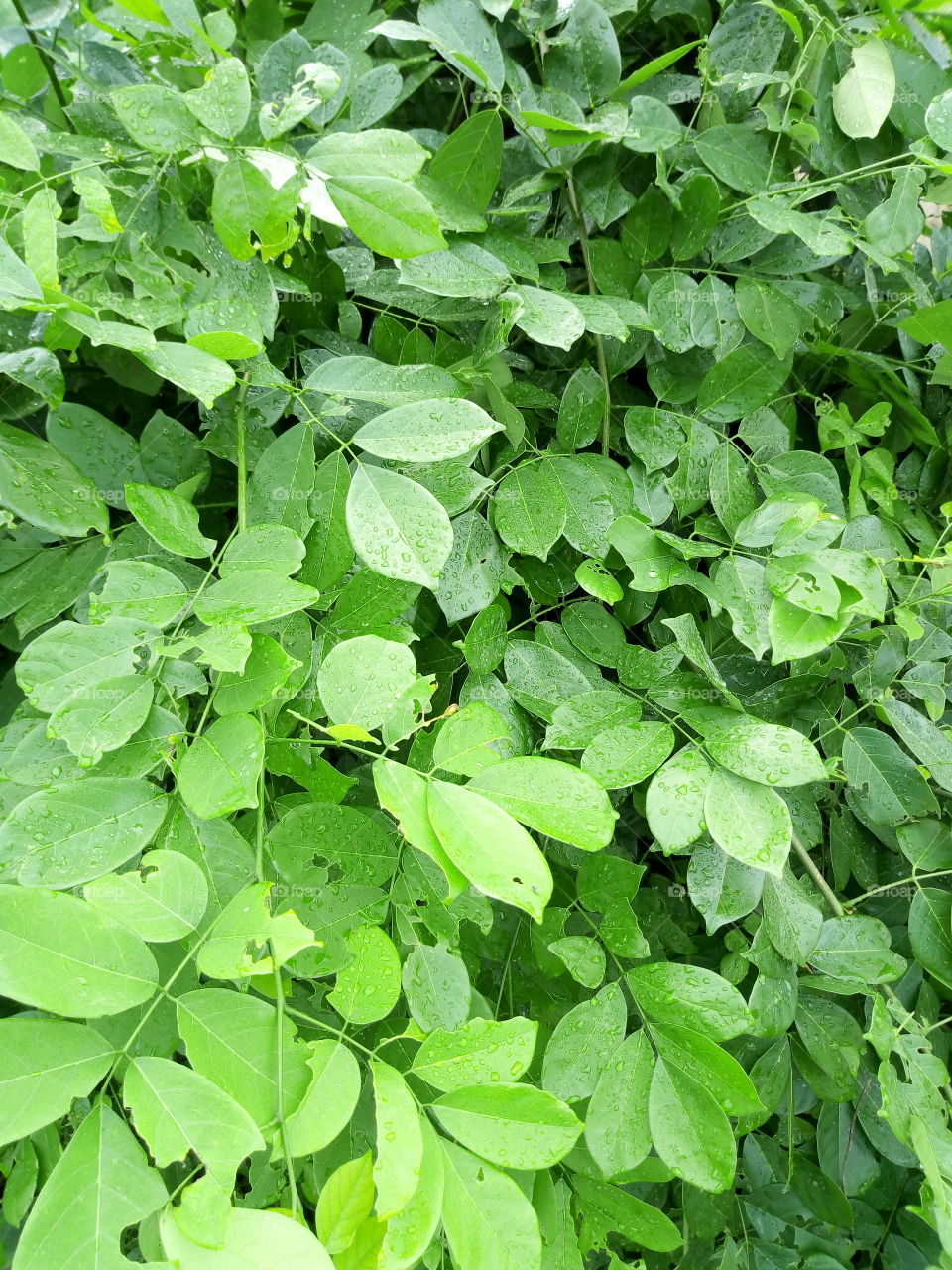 Green leaf plant