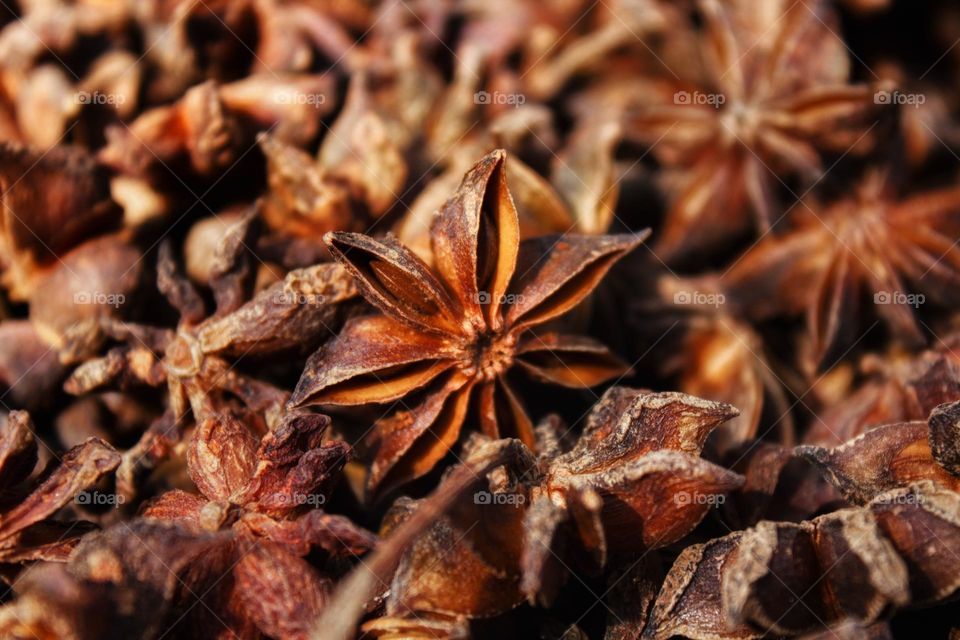 Perfect star anise amidst many other star anises.