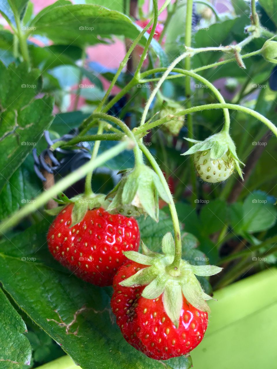 Strawberries in summer