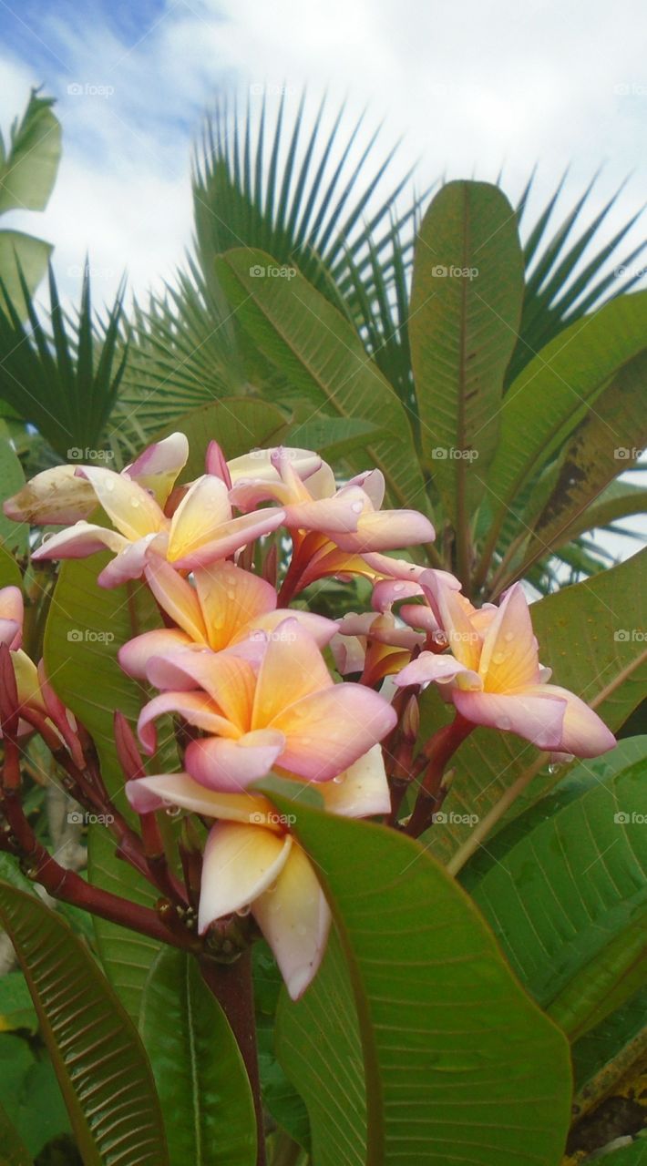 NATURE, ENVIRONMENT, TREES, PLANT.