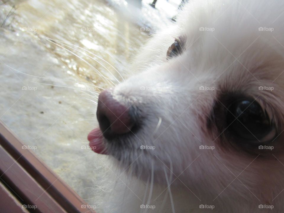 my beloved German Spitz stuck out his tongue, he wants a treat, dog sausage