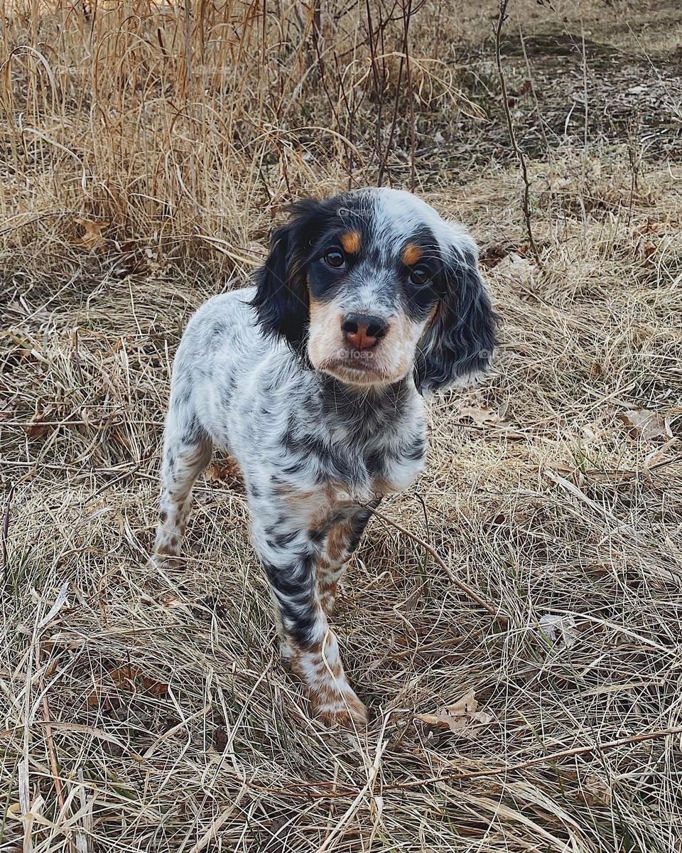 Puppy looking at camera