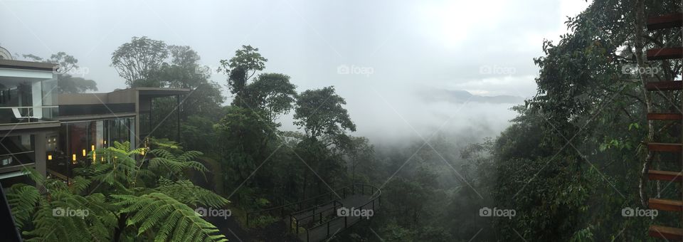 Cloud forest at mashpi 