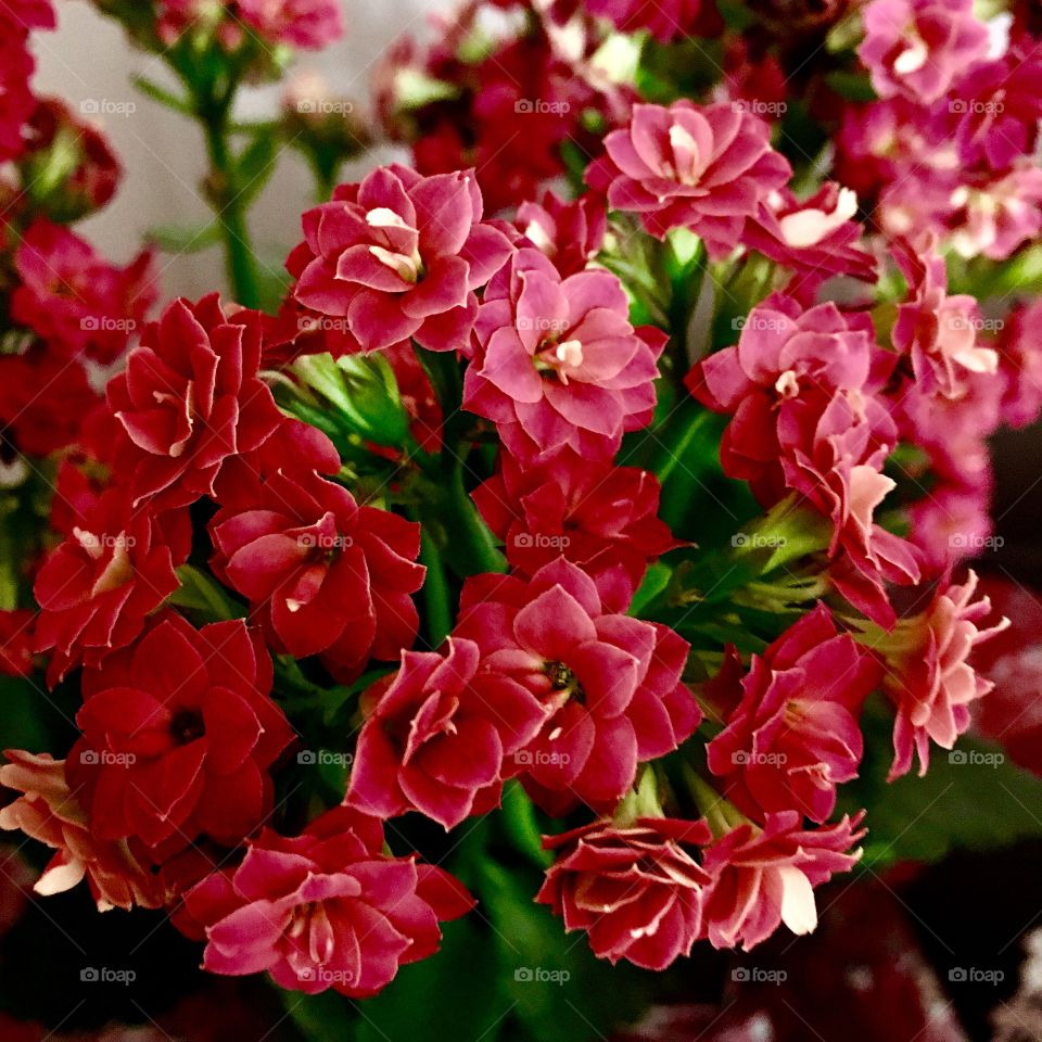 🌺Fim de #cooper!
Suado, cansado e feliz, alongando e curtindo a beleza das #flores.
E esse #vermelho tão belo de #pétalas tão pequenas?
🏁
#corrida #treino #flor #flowers #pétala #jardim #jardinagem #garden #flora #run #running #esporte #alongamento 