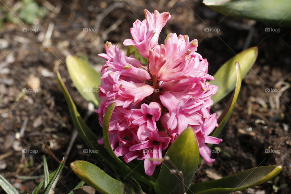 Hyacinth