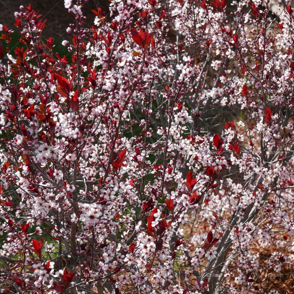 Brilliant pink and white tree blossoms with bright red leaves in the renewal of spring in Central Oregon on a warm and sunny day. 