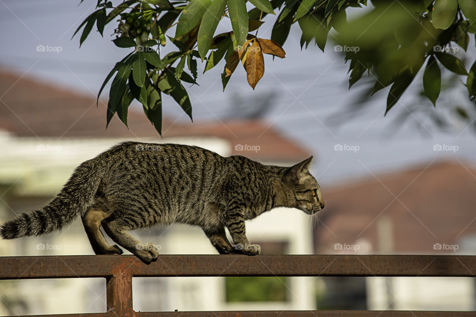 The brown cat is climbing the fence iron rust.